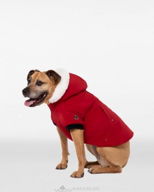 Men Moose Knuckles Pooch Parka Pet Deep Red / White Faux Fur | TS1469280