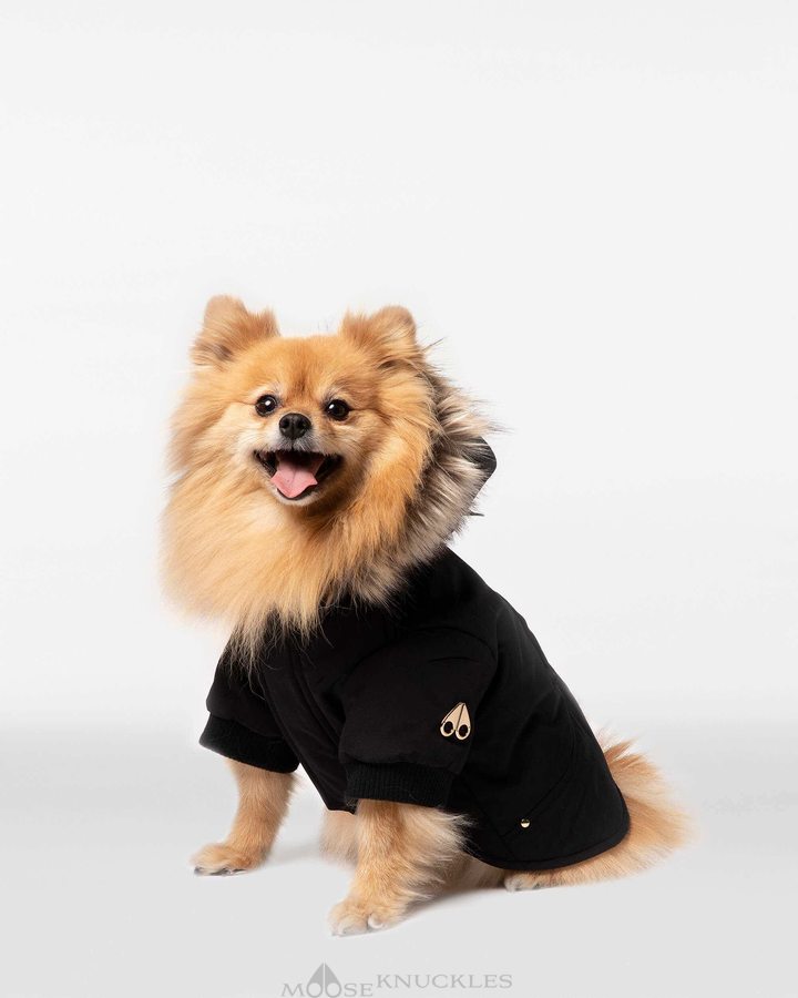 Men Moose Knuckles Pooch Parka Pet Black / Gold Faux Fur | AN2471906