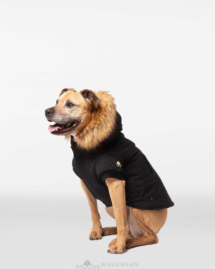 Men Moose Knuckles Pooch Parka Pet Black / Gold Faux Fur | AN2471906