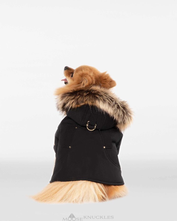 Men Moose Knuckles Pooch Parka Pet Black / Gold Faux Fur | AN2471906