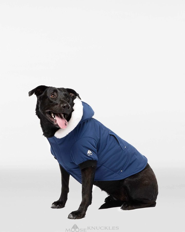 Men Moose Knuckles Pooch Parka Pet Cobalt Blue / White Faux Fur | MR2507139