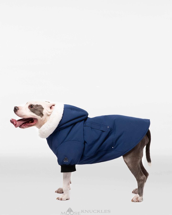 Men Moose Knuckles Pooch Parka Pet Cobalt Blue / White Faux Fur | MR2507139