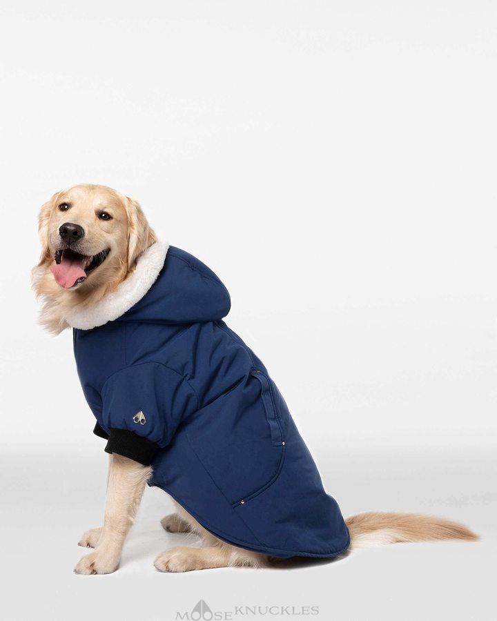 Men Moose Knuckles Pooch Parka Pet Cobalt Blue / White Faux Fur | MR2507139