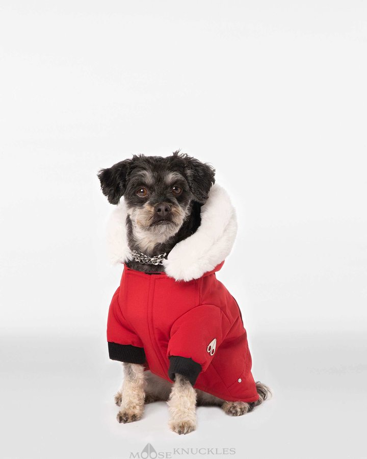 Men Moose Knuckles Pooch Parka Pet Deep Red / White Faux Fur | TS1469280