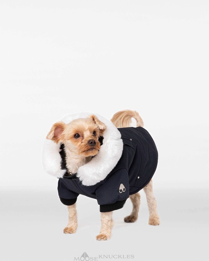 Men Moose Knuckles Pooch Parka Pet Navy / White Faux Fur | SX1362074